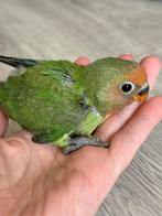 Młoda papuga, Dieren en Toebehoren, Vogels | Parkieten en Papegaaien, Geslacht onbekend, Dwergpapegaai of Agapornis, Tam