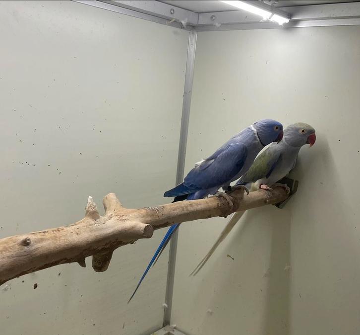 Opaline wkws halsbandparkiet / halsband parkiet kweekkoppel, Dieren en Toebehoren, Vogels | Parkieten en Papegaaien, Parkiet, Meerdere dieren