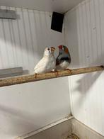 Jonge zebravinken, Dieren en Toebehoren, Meerdere dieren, Tropenvogel, Geringd
