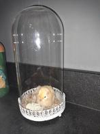 Taxidermie kuikentje in stolp, Ophalen of Verzenden