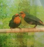 1 koppel roodkop papegaaiamadines zeegroen, Dieren en Toebehoren, Vogels | Overige Vogels, Meerdere dieren, Tropenvogel