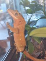 1.0 wimpergekko man, Dieren en Toebehoren, Reptielen en Amfibieën, Hagedis, Met terrarium, 3 tot 6 jaar