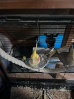 Vlakparkiet papegaai, Dieren en Toebehoren, Meerdere dieren, Papegaai, Tam