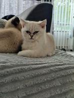 korthaar, Dieren en Toebehoren, Katten en Kittens | Raskatten | Korthaar
