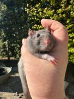 Twee lieve rittens, man, Dieren en Toebehoren, Knaagdieren, Mannelijk, Rat, Na 1 juli 2024