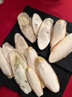 Sepia rugschild inktvis 12 sruks, Ophalen of Verzenden