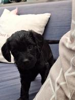 Labradoodle's puppy's, Dieren en Toebehoren, Honden | Niet-rashonden, Reu, CDV (hondenziekte), 8 tot 15 weken, Meerdere