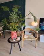 Prachtige Monstera inclusief pot, Ophalen, 100 tot 150 cm, Overige soorten, Halfschaduw