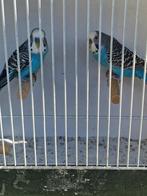 Grasparkieten, Dieren en Toebehoren, Vogels | Parkieten en Papegaaien, Meerdere dieren, Parkiet