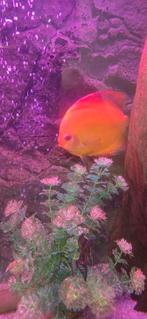 1discus vis, Dieren en Toebehoren, Vissen | Aquariumvissen, Vis