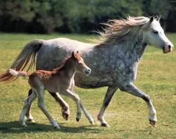 Alles voor uw paarden! beschikbaar voor biedingen