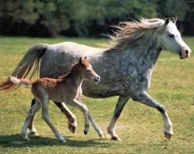 Alles voor uw paarden!, Dieren en Toebehoren, Dierenvoeding, Overige soorten, Ophalen of Verzenden
