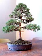 bonsai Juniperus, Tuin en Terras, Minder dan 100 cm, Overige soorten, Ophalen