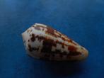 Schelpen: Conus magus L. f++g 44,5mm, Verzamelen, Mineralen en Fossielen, Verzenden, Schelp(en)