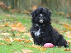 Vrolijke Boomer pup., Dieren en Toebehoren, Nederland, 8 tot 15 weken, CDV (hondenziekte), Eén hond