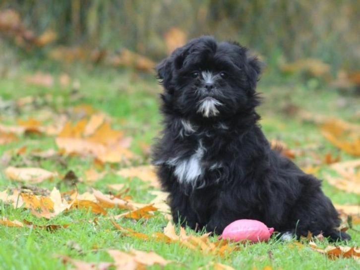 Vrolijke Boomer pup., Dieren en Toebehoren, Honden | Chihuahua's en Gezelschapshonden, Reu, Overige rassen, Fokker | Professioneel