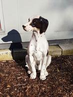 Handmade midcentury porseleinen beeld, Italy Pointer hond😍, Antiek en Kunst, Antiek | Keramiek en Aardewerk, Ophalen of Verzenden