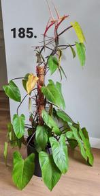 Grote philodendron painted lady, Huis en Inrichting, Kamerplanten, Ophalen, Overige soorten, Halfschaduw, Minder dan 100 cm