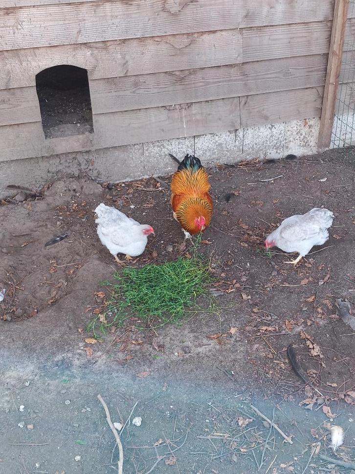 wyandotte kippen, Dieren en Toebehoren, Pluimvee, Kip, Vrouwelijk