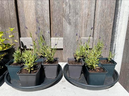 BIOLOGISCHE Lavendel “Angustifolia” plantjes, Tuin en Terras, Planten | Tuinplanten, Vaste plant, Overige soorten, Volle zon, Zomer