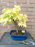 Acer Palmatum bonsai Katsura, Minder dan 100 cm, Overige soorten, Ophalen of Verzenden