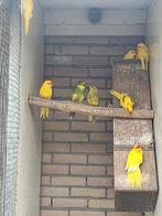 Kakarikie, Dieren en Toebehoren