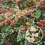 Cotoneaster dammeri major. Bloeiende bodembedekker. P9 plant, Tuin en Terras, Bodembedekkers, Vaste plant, Ophalen of Verzenden