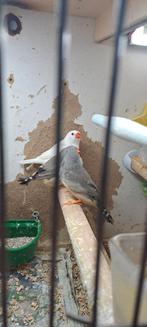 Jongen zeebravinken van 2025 mannen of vrouwen, Dieren en Toebehoren, Meerdere dieren