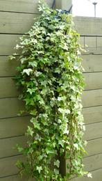 9 kleinbladige bonte klimoppen (Hedera Helix) in plantzak, Ophalen of Verzenden, Bloeit niet, Vaste plant, Klimplanten