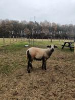 Te Koop 3 rammen Maasduin schapen, Dieren en Toebehoren, Schapen, Geiten en Varkens, Mannelijk, Schaap