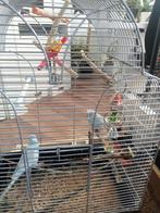 Jonge grasparkieten, Dieren en Toebehoren, Vogels | Hokken en Kooien, Ophalen