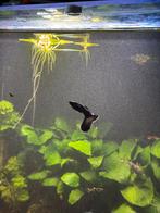 Blue Moscow Guppy 2x, Vis, Zoetwatervis, Schoolvis