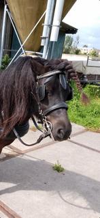 Menhooftstel maat pony, Dieren en Toebehoren, Paarden en Pony's | Hoofdstellen en Tuigage, Ophalen of Verzenden
