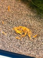 Neocaridina garnalen allerlei kleuren, Dieren en Toebehoren, Vissen | Aquariumvissen, Kreeft, Krab of Garnaal