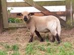 Hampshire Down Ram 2025, Dieren en Toebehoren, Mannelijk, Schaap, 0 tot 2 jaar
