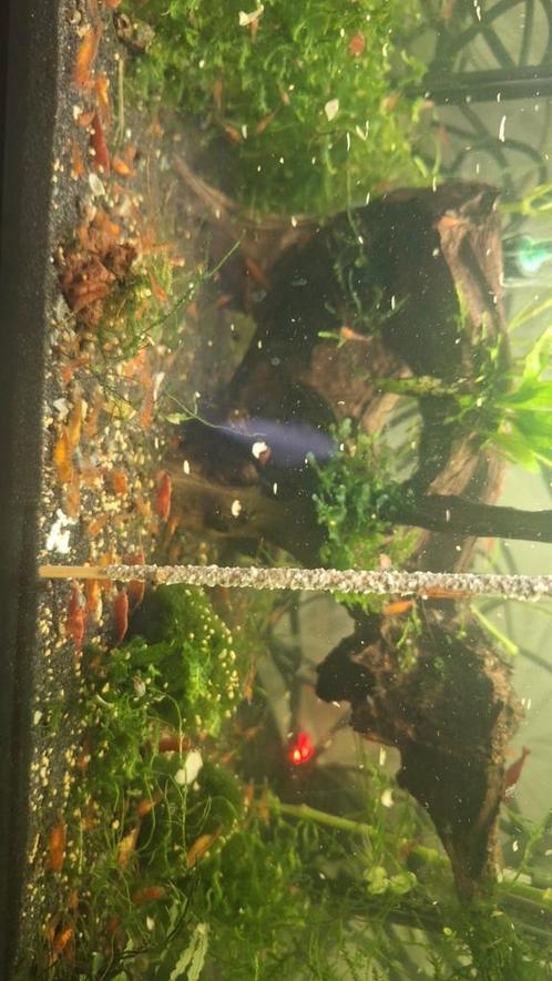 Neocardina jonge vuurgarnalen, Dieren en Toebehoren, Vissen | Aquariumvissen, Zoetwatervis, Kreeft, Krab of Garnaal, Schoolvis
