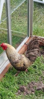 Krielhaan zoekt goed tehuis, Dieren en Toebehoren, Mannelijk, Kip