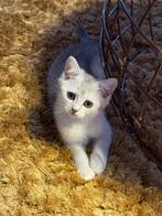 Lieve Britse Korthaar kitten 13 weken gechipt ingeënt ontwor, Dieren en Toebehoren, Poes, Gechipt