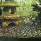 Aquarium met garnaaltjes, Vis