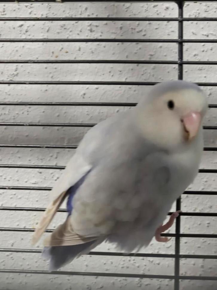 Agapornis dwergpapegaai mannetje, Dieren en Toebehoren, Vogels | Parkieten en Papegaaien, Dwergpapegaai of Agapornis, Mannelijk