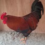 Welsumer haan, Dieren en Toebehoren, Pluimvee, Mannelijk, Kip