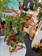 ZEER MOOI OPGEMAAKT KIENHOUT ALS DECORATIE IN UW WOONKAMER, Dieren en Toebehoren, Ophalen, Plant(en), Steen of Hout