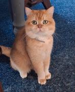 Dekkater. Britse korthaar golden shaded., Dieren en Toebehoren, Katten en Kittens | Raskatten | Korthaar, Kater