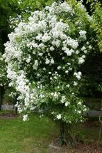 Prachtige Rambler klimroos, Tuin en Terras, Planten | Tuinplanten, Vaste plant, Ophalen of Verzenden, Halfschaduw, Klimplanten