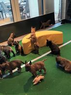 Mechelse herder., Dieren en Toebehoren, Parvo, 8 tot 15 weken, Teef, Meerdere