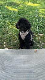 Boompoo pup te koop, 15 weken tot 1 jaar, Overige rassen, Teef, Eén hond