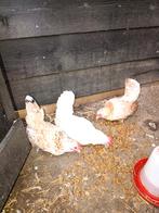 Krielkipjes Chabo, Dieren en Toebehoren, Pluimvee, Vrouwelijk, Kip