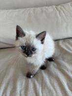 Britse korthaar kittens bluepoint, Meerdere dieren, Ontwormd, 0 tot 2 jaar