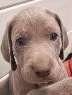 Weimaraner pups, Dieren en Toebehoren, Honden | Setters en Staande honden, CDV (hondenziekte), 8 tot 15 weken, Meerdere, Meerdere dieren