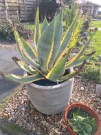 2x Agave Americana incl. pot - Prachtexemplaren!, Tuin en Terras, Ophalen, Bloeit niet, Overige soorten, Volle zon
